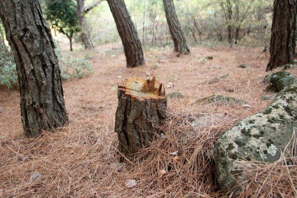 Best Seasonal Cleanup (Spring/Fall)  in Redgranite, WI