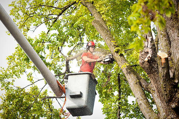 Best Palm Tree Trimming  in Redgranite, WI