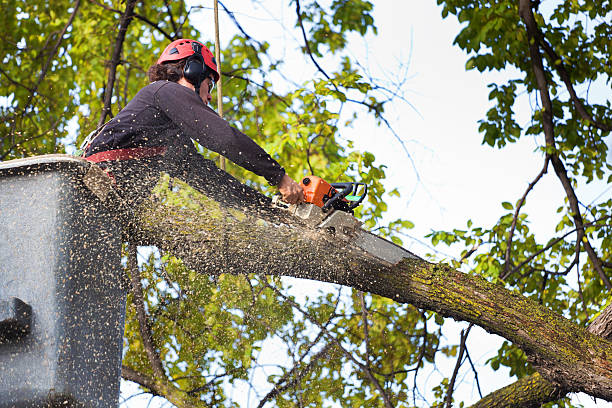 Lawn Irrigation Installation and Maintenance in Redgranite, WI