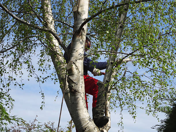 Best Commercial Tree Services  in Redgranite, WI