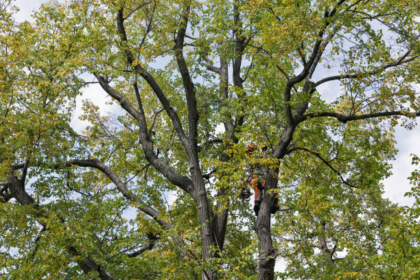 Best Tree Removal  in Redgranite, WI